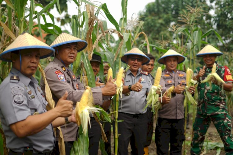 Tingkatkan Produktifitas Ketahanan Pangan, Lapas Kelas I Surabaya di Porong Panen Jagung Manis